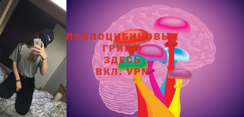 omg зеркало  Старая Купавна  Псилоцибиновые грибы Cubensis 